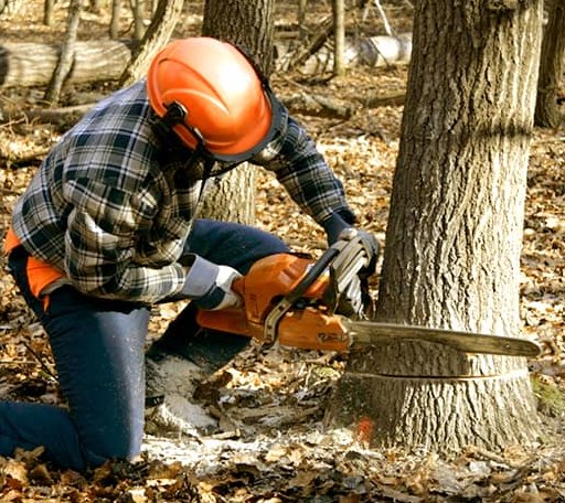 Tree Removal in Wana, WV